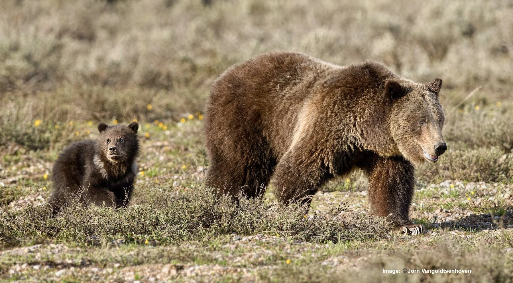 Searching Out the World's Most Famous Grizzly Bears, Update
